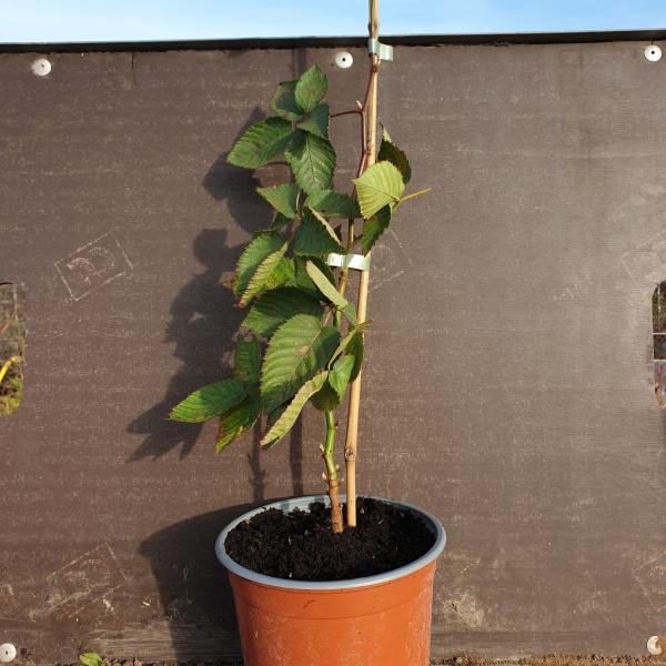 Plant