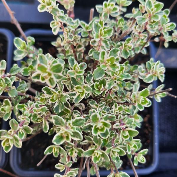 Plant